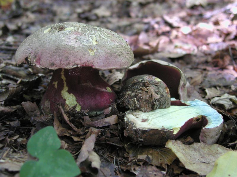 Boletus legaliae